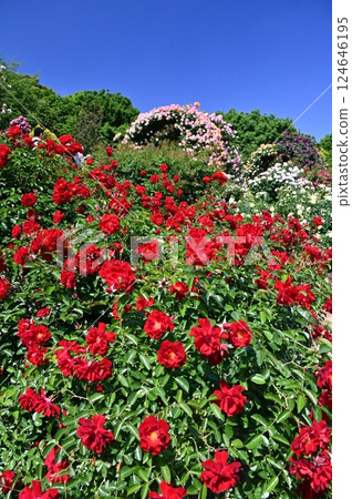 Blooming in a cluster of bright red rose petals 124646195