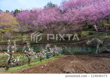 Daiyu Benizakura - Minamiashigara City, Kanagawa Prefecture - A landscape of a village in bloom 124646373