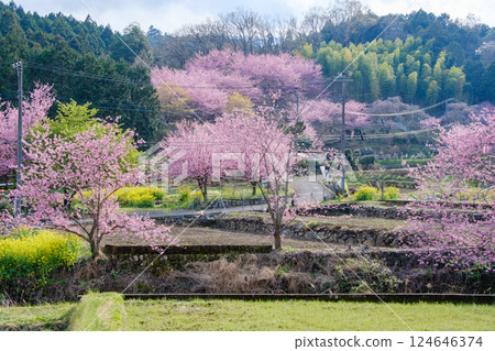 Daiyu Benizakura - Minamiashigara City, Kanagawa Prefecture - A landscape of a village in bloom 124646374