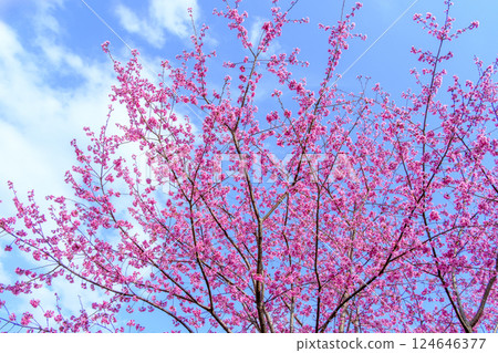 Daiyu Benizakura - Minamiashigara City, Kanagawa Prefecture - A landscape of a village in bloom Daiyu Benizakura - Minamiashigara City, Kanagawa Prefecture - A landscape of a village in bloom 124646377