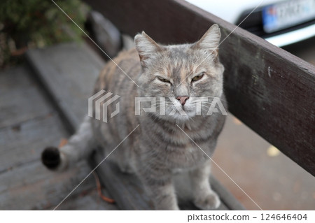 A gray street cat looks at the camera. A gray street cat looks at the camera. 124646404