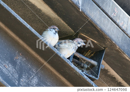 A pair of sparrows building a nest A pair of sparrows building a nest 124647098