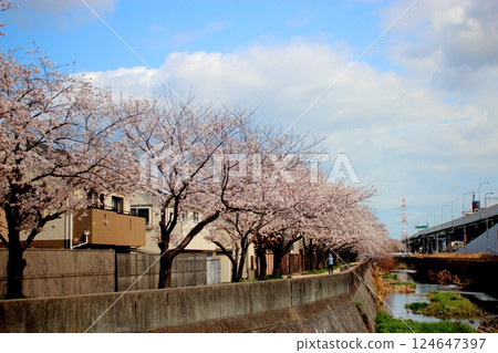 河岸盛開的櫻花樹 [藍天] 124647397