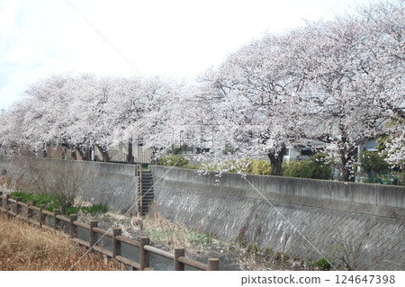河岸上盛開的櫻花 124647398