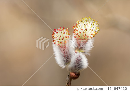 Feline Willi 124647410