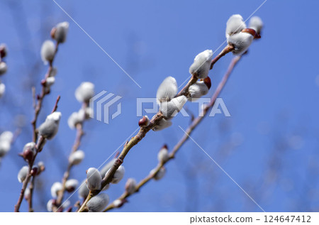 Feline Willi 124647412