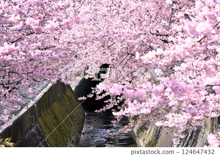 平瀨川沿岸的河津櫻花 124647432