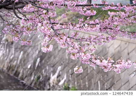 平瀨川沿岸的河津櫻花 平瀨川沿岸的河津櫻花 124647439