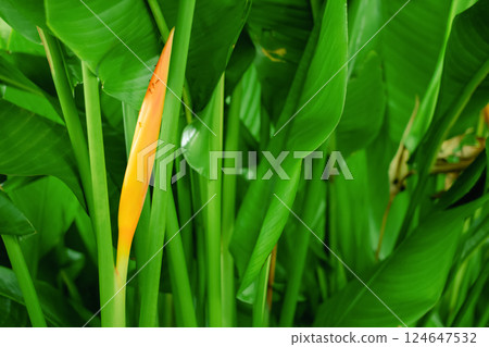 Bird of Paradise Flower texture background nature 124647532