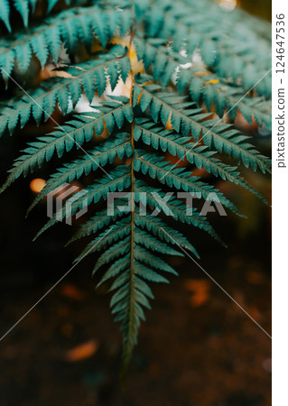 leaf fern natural green background texture vertical photo leaf fern natural green background texture vertical photo 124647536