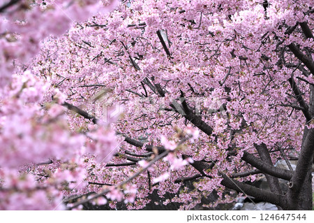 Kawazu cherry blossoms along the Hirase River 124647544