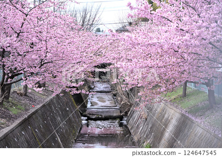 平瀨川沿岸的河津櫻花 124647545