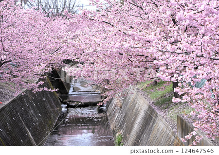 Kawazu cherry blossoms along the Hirase River 124647546