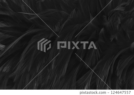 Beautiful black grey bird feathers pattern texture background. 124647557