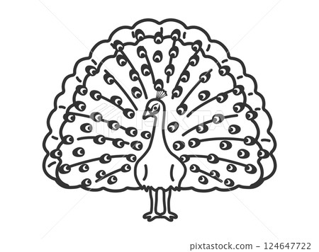 孔雀（線描）插圖 124647722