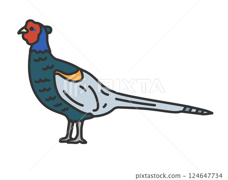 雉雞插圖（線條描彩色） 124647734