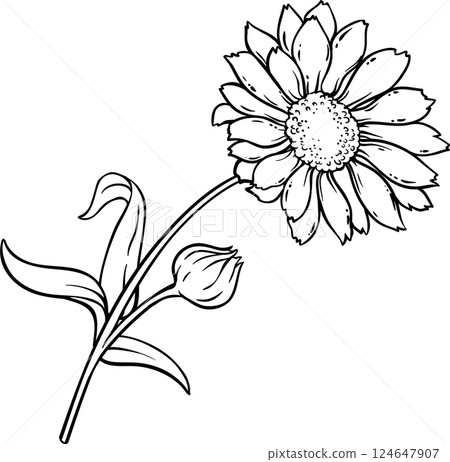Calendula Plant with Flowers and Leaves Outline Illustration Calendula Plant with Flowers and Leaves Outline Illustration 124647907