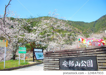 Cherry blossoms at Abeyama Park [Blue sky and Mt. Adachi] Information board 124647933