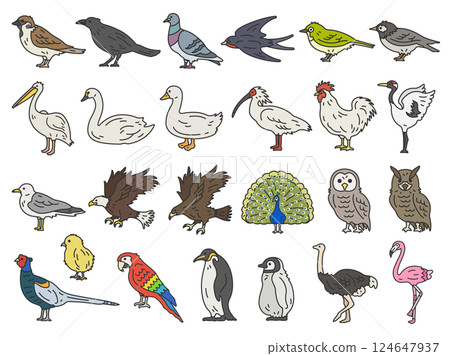一組各種鳥類插圖（彩色線條畫） 124647937