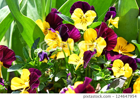 Viola Viola 124647954