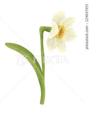 The narcissus flower is white and yellow, a digital handmade illustration on a white background. The narcissus flower is white and yellow, a digital handmade illustration on a white background. 124647955