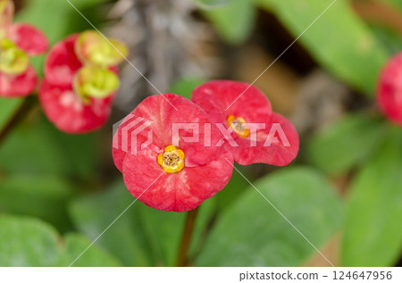 Hanakilin Hanakilin 124647956