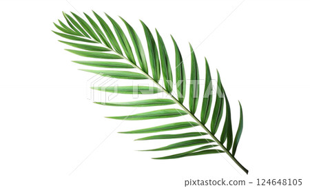 Vibrant tropical green palm leaf isolated on a transparent background perfect for nature-inspired designs botanical illustrations and digital artwork available in high-quality PNG format Vibrant tropical green palm leaf isolated on a transparent background perfect for nature-inspired designs botanical illustrations and digital artwork available in high-quality PNG format 124648105