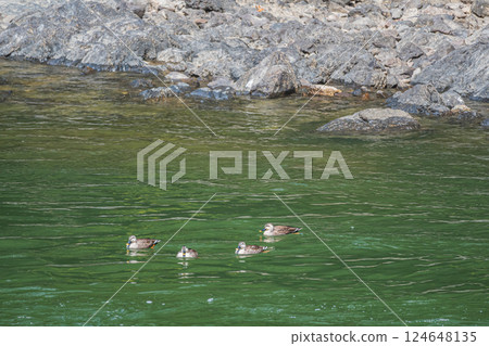 Spot-billed Duck, Uji River, Uji City Spot-billed Duck, Uji River, Uji City 124648135