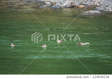 Spot-billed Duck, Uji River, Uji City Spot-billed Duck, Uji River, Uji City 124648136