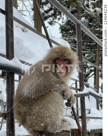 雪中的猴子 雪中的猴子 124648236