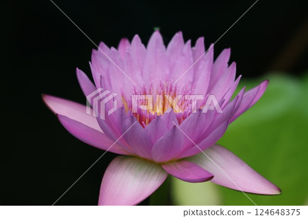 Water lily flower, also known as the water fairy - Seven 124648375