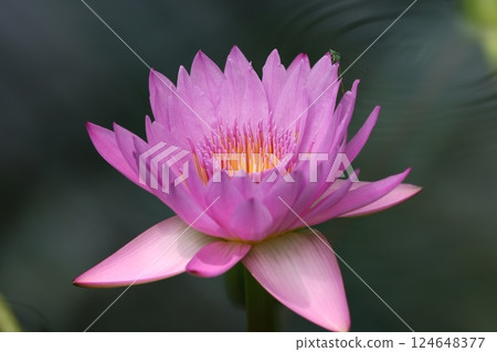 睡蓮花，又稱水仙 - 9 124648377
