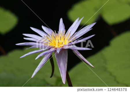 睡蓮花，又名水仙子 124648378