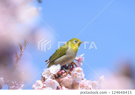 Mejiro and Kawazu cherry tree 124648415