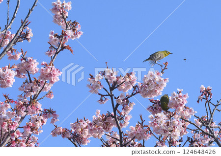Mejiro and Kawazu cherry tree 124648426
