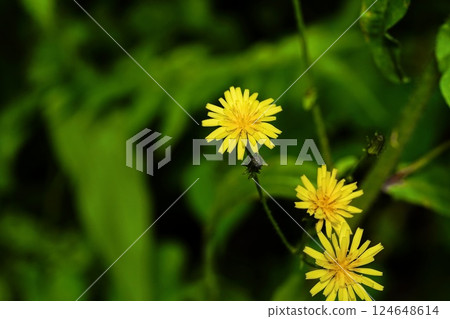Background material for poetry, haiku, etc. Background material for poetry, haiku, etc. 124648614