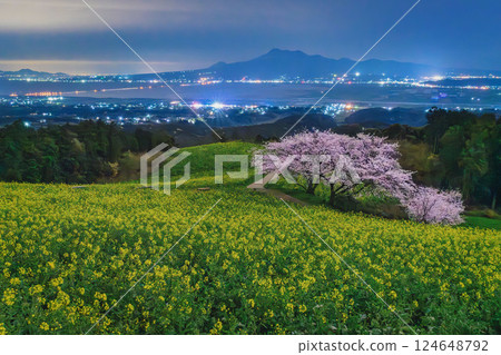 白峰高原長崎諫早宇宙櫻花油菜花 124648792