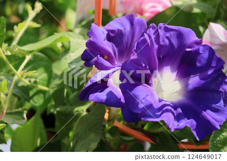大花牽牛花，入谷牽牛花市場，東京夏季傳統 124649017