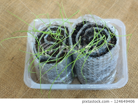 New technology for sprouting bulb seeds in snail form. New technology for sprouting bulb seeds in snail form. 124649406