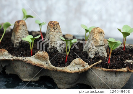 Egg boxes with radish seedlings. 124649408