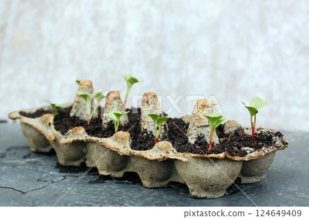 Egg boxes with radish seedlings. Egg boxes with radish seedlings. 124649409