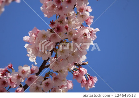 A view of the branches of a blooming cherry tree with pink petals in full bloom and blue sky 124649518