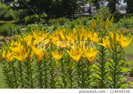 百合maculatum 124649536