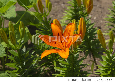百合maculatum 124649537