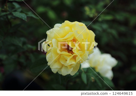 Arao City Ominous Citizen Flower Bed Rose Flower, 124649615