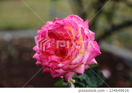 Arao City Ominous Citizen Flower Bed Rose Flower, 124649616
