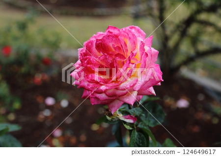 Arao City Ominous Citizen Flower Bed Rose Flower, 124649617
