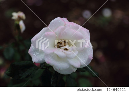 荒尾市少女公民花壇玫瑰花, 荒尾市少女公民花壇玫瑰花, 124649621