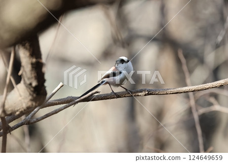 The long-tailed tit is a small bird with a body resembling a roll of cotton and a long tail. 124649659