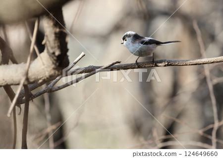 The long-tailed tit is a small bird with a body resembling a roll of cotton and a long tail. The long-tailed tit is a small bird with a body resembling a roll of cotton and a long tail. 124649660